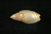 藏品(乳彈頭榧螺)的圖片